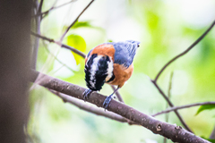 Sittiparus varius varius