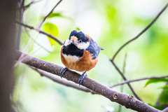 Sittiparus varius varius