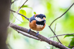 Sittiparus varius varius