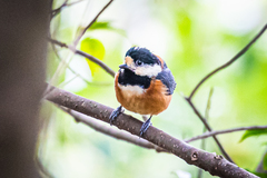 Sittiparus varius varius