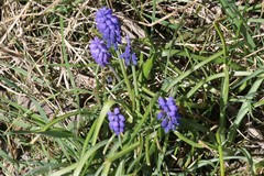 Muscari armeniacum