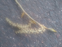 Populus deltoides deltoides