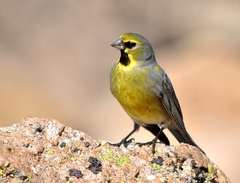 Melanodera xanthogramma