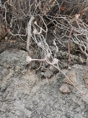 Sedum griseum
