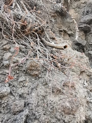 Sedum griseum