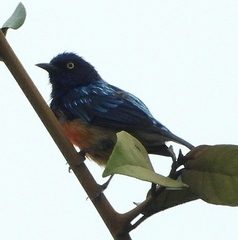 Dacnis berlepschi