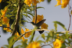 Chrysuronia leucogaster