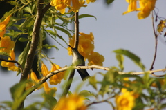 Chrysuronia leucogaster