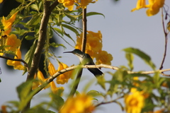 Chrysuronia leucogaster