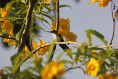 Chrysuronia leucogaster