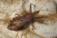 Tapirocoris