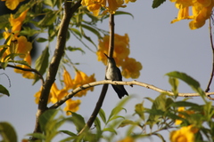 Chrysuronia leucogaster