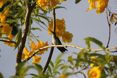 Chrysuronia leucogaster