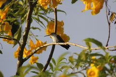 Chrysuronia leucogaster
