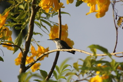 Chrysuronia leucogaster