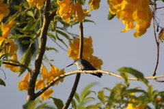Chrysuronia leucogaster