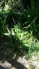 Phormium