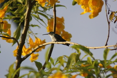 Chrysuronia leucogaster