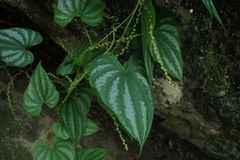 Dioscorea collettii
