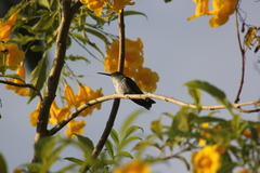 Chrysuronia leucogaster