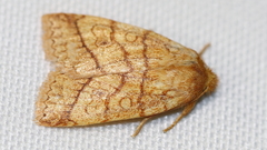 Pyreferra hesperidago
