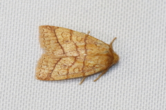 Pyreferra hesperidago