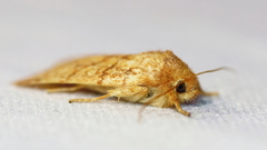 Pyreferra hesperidago