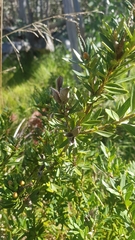Orites lancifolius