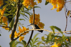 Chrysuronia leucogaster