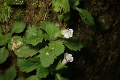 Mazus goodenifolius