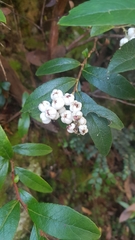 Gaultheria appressa