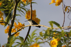 Chrysuronia leucogaster