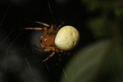 Aoaraneus pentagrammicus