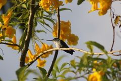 Chrysuronia leucogaster