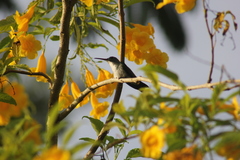 Chrysuronia leucogaster