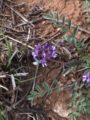 Astragalus lotiflorus
