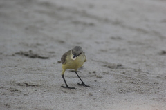 Machetornis rixosa