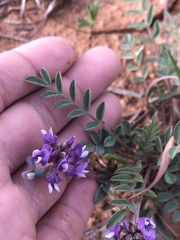 Astragalus lotiflorus