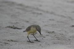 Machetornis rixosa