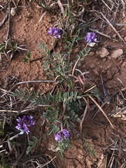 Astragalus lotiflorus
