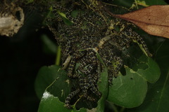 Gymnoscelis tristrigosa