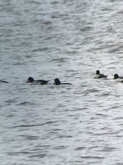 Bucephala clangula × islandica