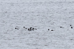 Bucephala clangula × islandica