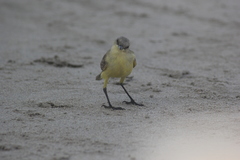 Machetornis rixosa