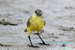 Machetornis rixosa