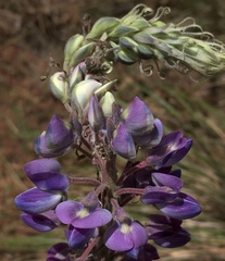 Lupinus campestris