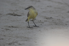 Machetornis rixosa