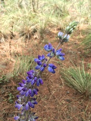 Lupinus campestris