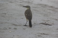 Machetornis rixosa