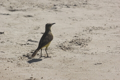 Machetornis rixosa
